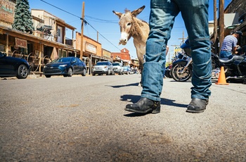 Den gamle guldmineby Oatman på Route 66, Arizona i USA