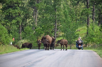 Bisoner og motorcyklist i Custer State Park, South Dakota i USA